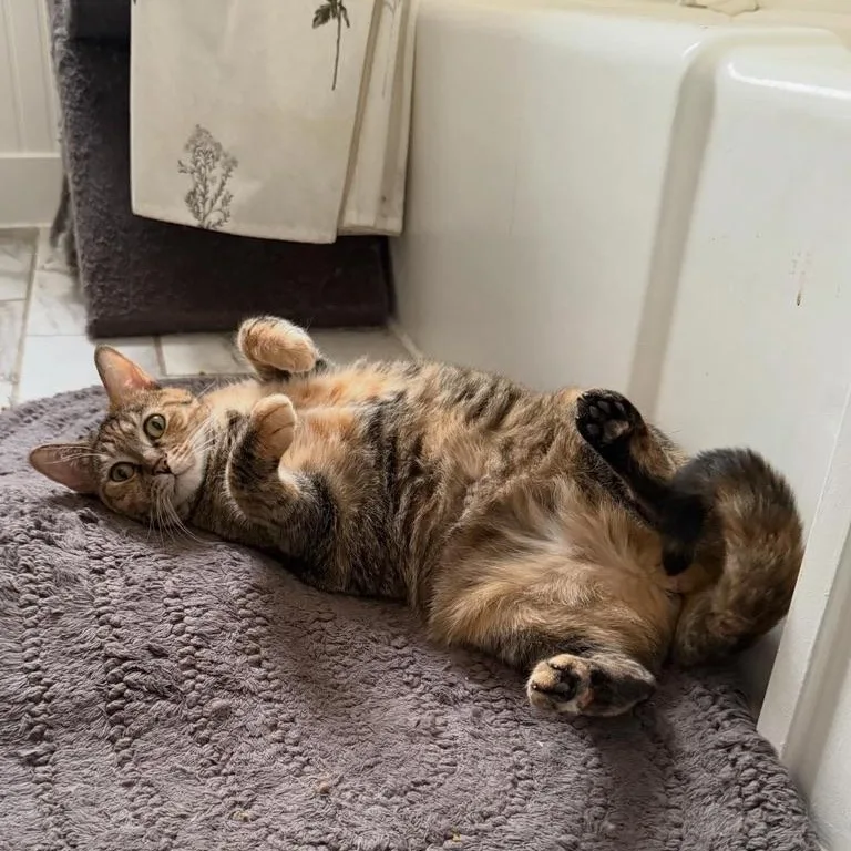 An adult medium-sized female Tortoiseshell Domestic Short Hair cat named Luna for adoption