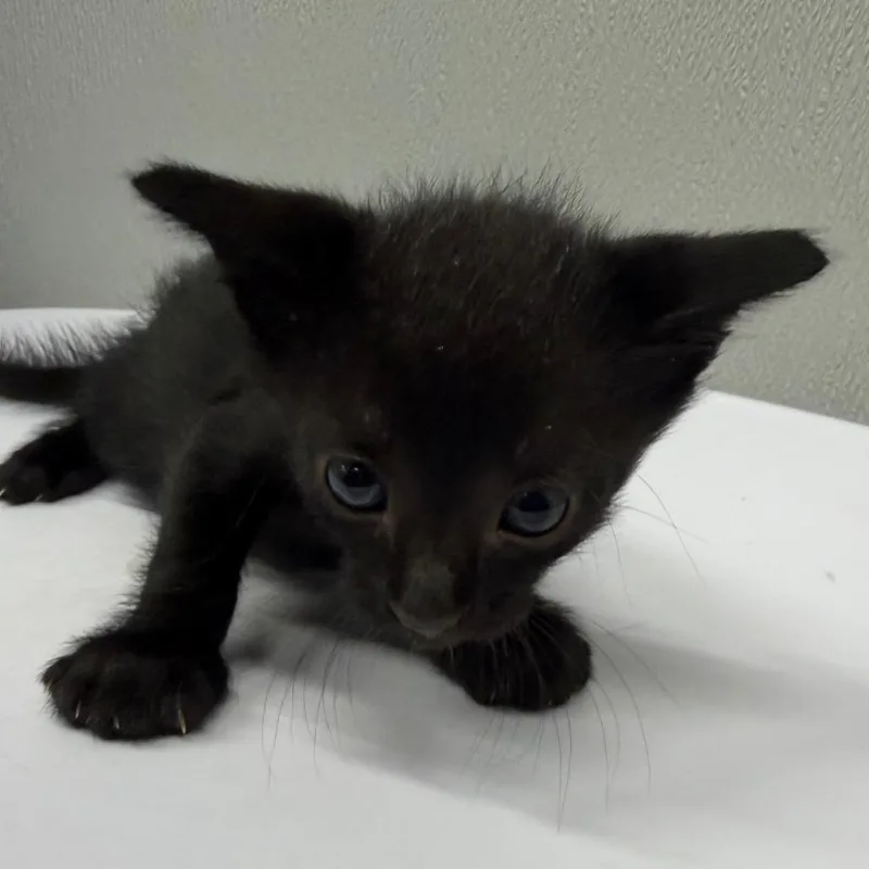 A baby small-sized male Black Domestic Short Hair cat named Benji for adoption in Tampa, FL
