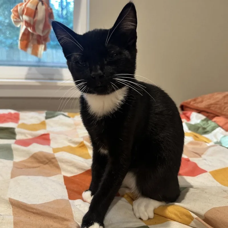 A baby small-sized male Black Domestic Short Hair cat named Chum for adoption in Bellingham, WA