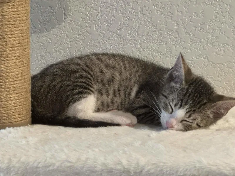A young medium-sized male Domestic Short Hair cat named Max for adoption in Fort Worth, TX