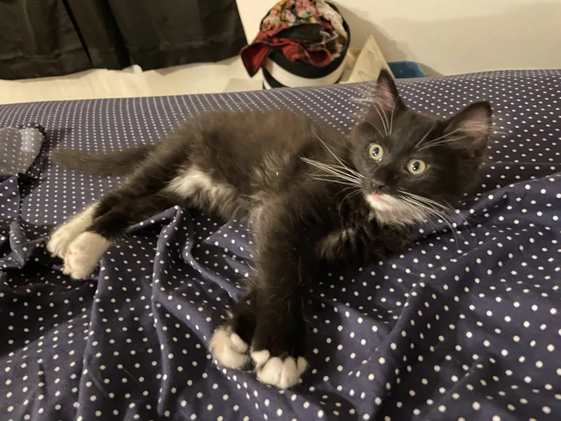 A baby medium-sized male Black & White / Tuxedo Domestic Short Hair cat named Zuni for adoption in Queen Creek, AZ