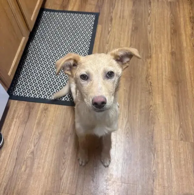 Maggie