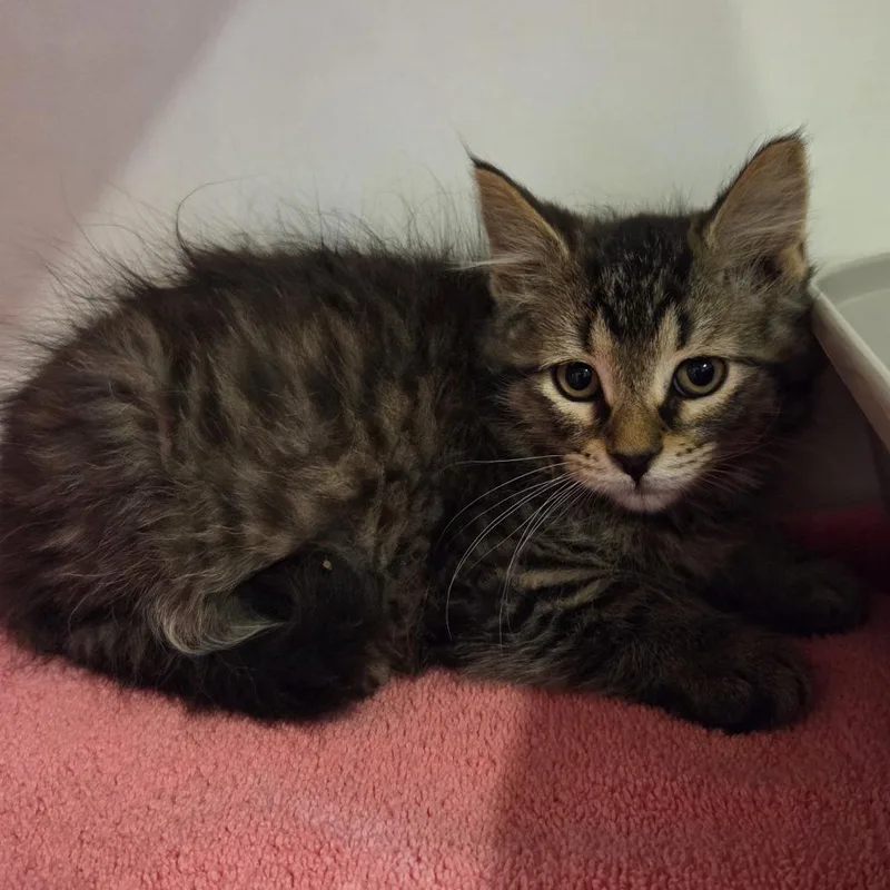 A baby small-sized male Brown / Chocolate Domestic Medium Hair cat named Cucumber for adoption in Hinsdale, IL