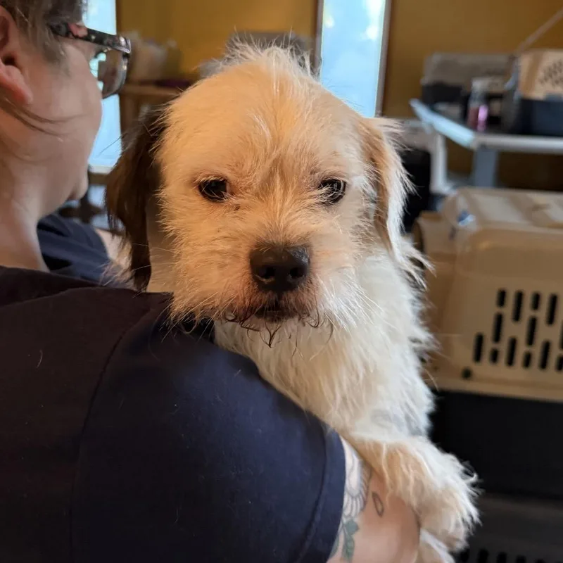 An adult medium-sized male Shih Tzu dog named Snoopy for adoption in Madison, WI