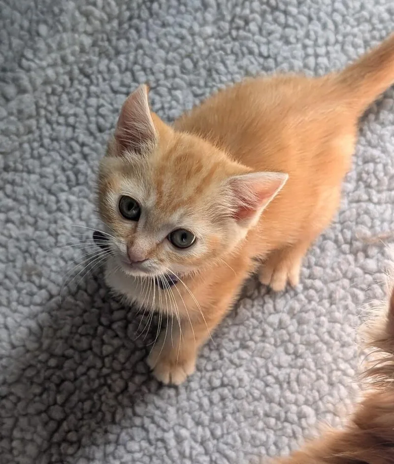 Cheeto