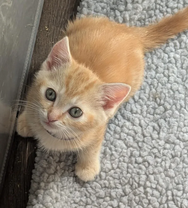 Cheeto thumbnail 2