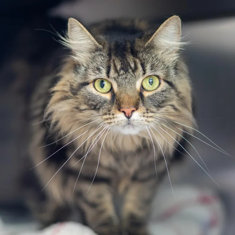 An adult large-sized male Brown / Chocolate Domestic Long Hair cat named Jj for adoption in Wilmington, DE