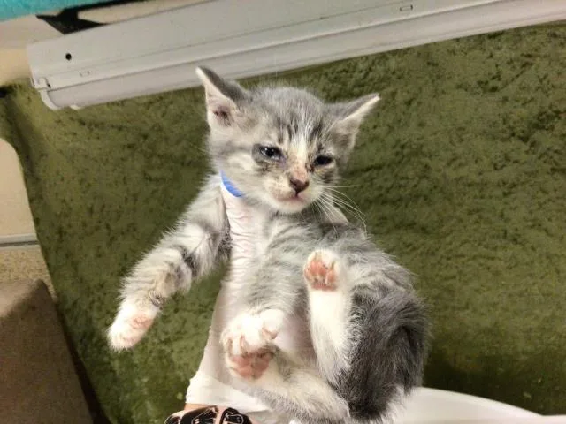 A baby small-sized male Domestic Short Hair cat named Olive for adoption in Riverside, CA