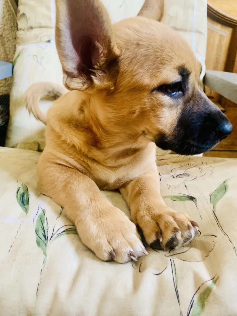 A baby medium-sized female Mixed Breed dog named Marigold for adoption in Toluca Lake, CA