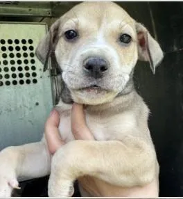 A baby medium-sized male Mixed Breed dog named Polar for adoption in West Chester, PA