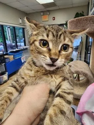 A baby small-sized female Domestic Short Hair cat named Yum Yum $ for adoption in Seneca, SC