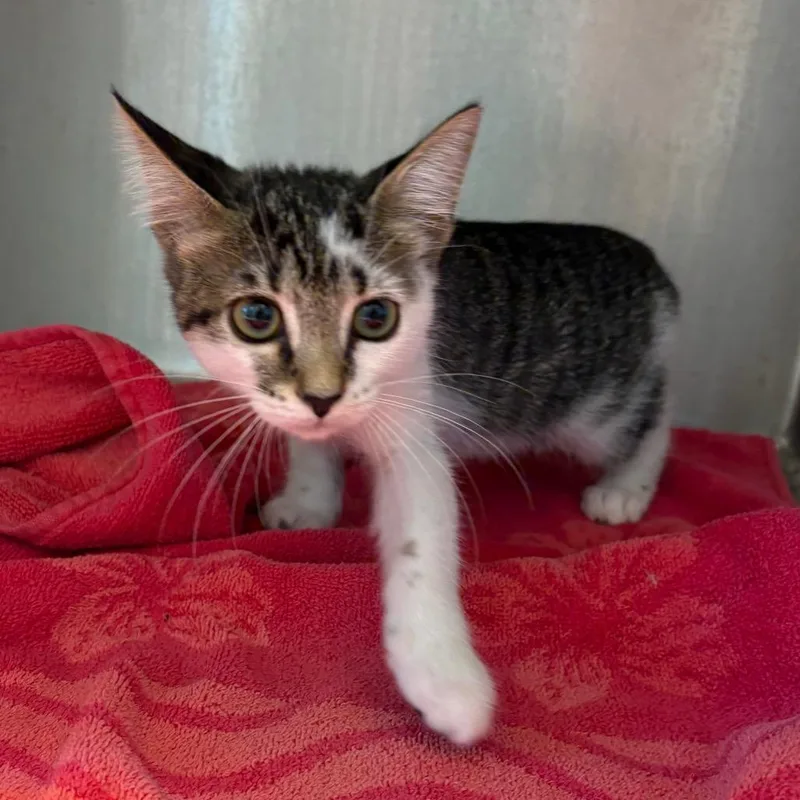 A baby small-sized female White Domestic Short Hair cat named Pixie for adoption in Englewood, FL
