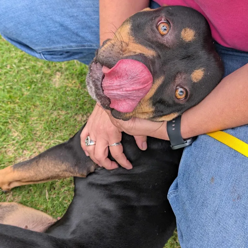 An adult medium-sized female Black Pit Bull Terrier dog named Bell for adoption in Nampa, ID