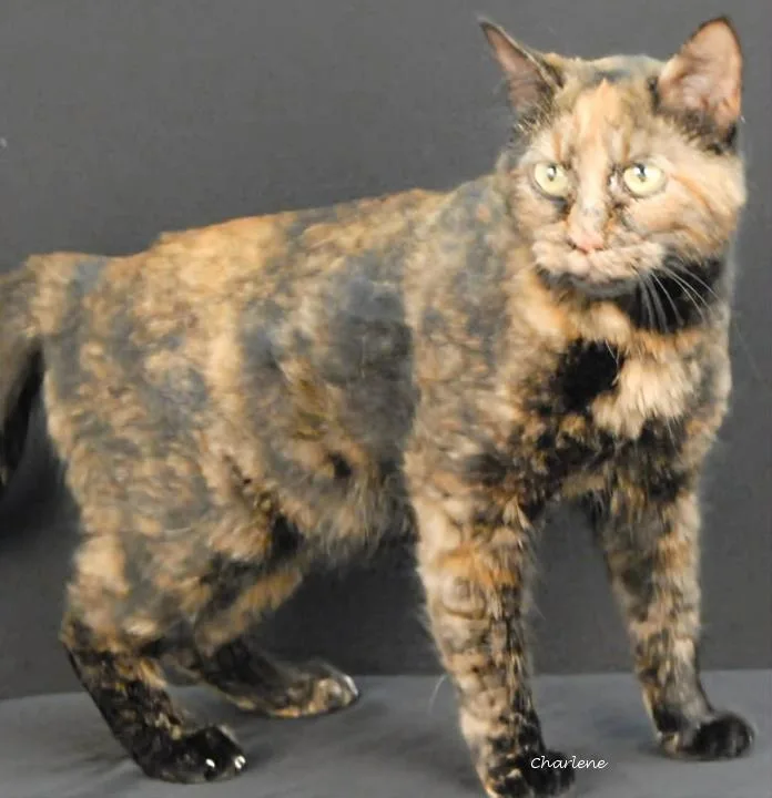 An adult medium-sized female Tortoiseshell Tortoiseshell cat named Honeycomb for adoption in Newland, NC