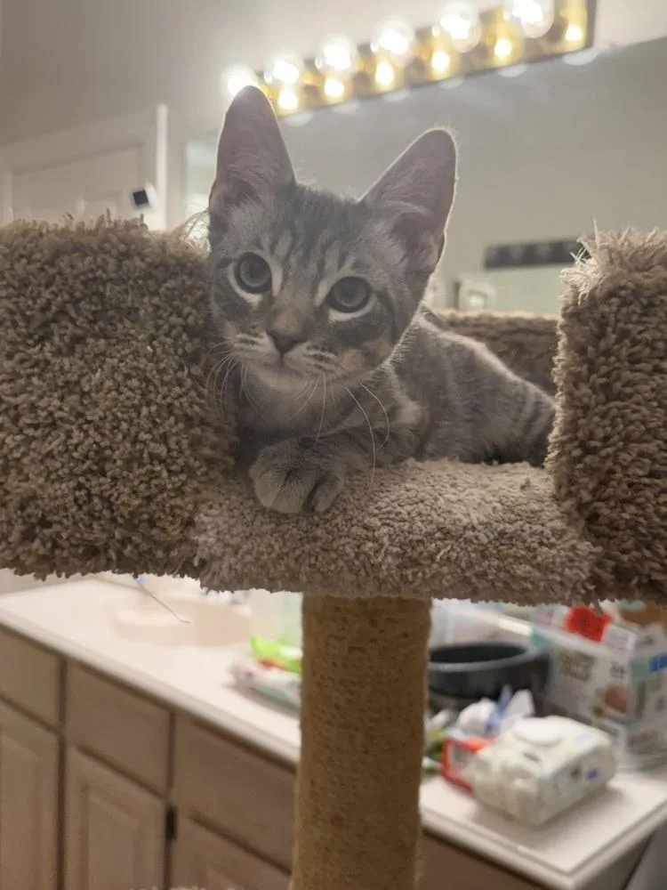 Buddy the Elf thumbnail 2
