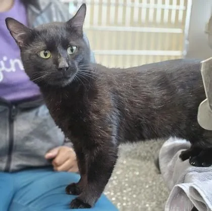 A young large-sized male Domestic Short Hair cat named Toothless for adoption in Westland, MI