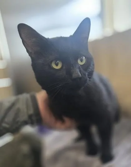 Toothless thumbnail 2