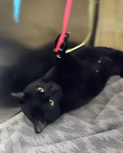 Toothless thumbnail 3