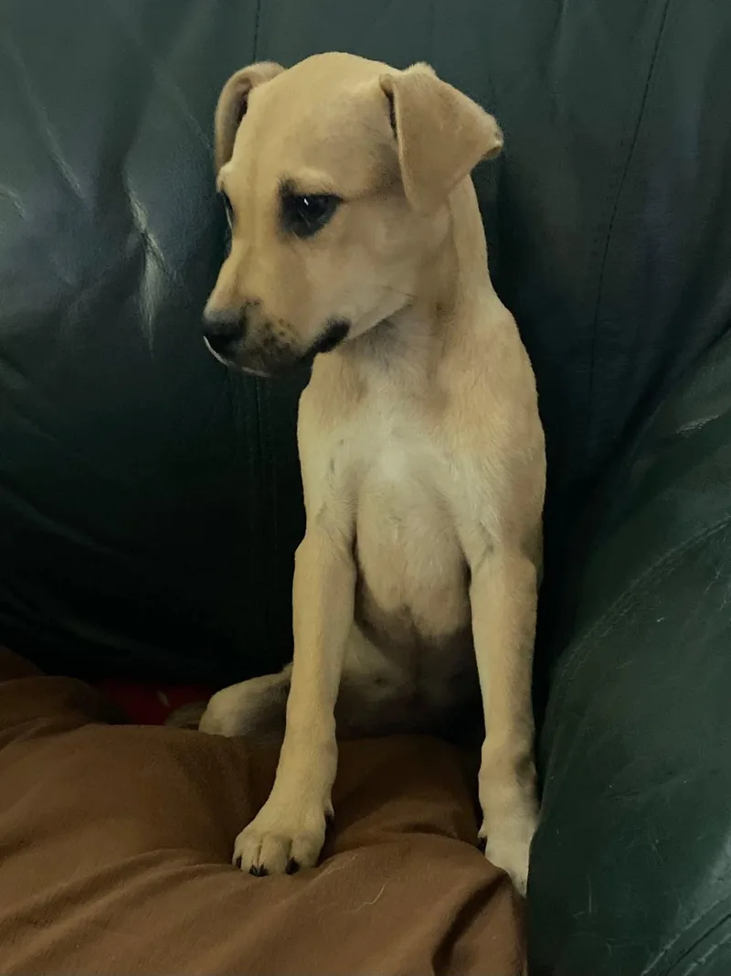 A baby medium-sized female Mixed Breed dog named Bella for adoption in Calhoun, GA