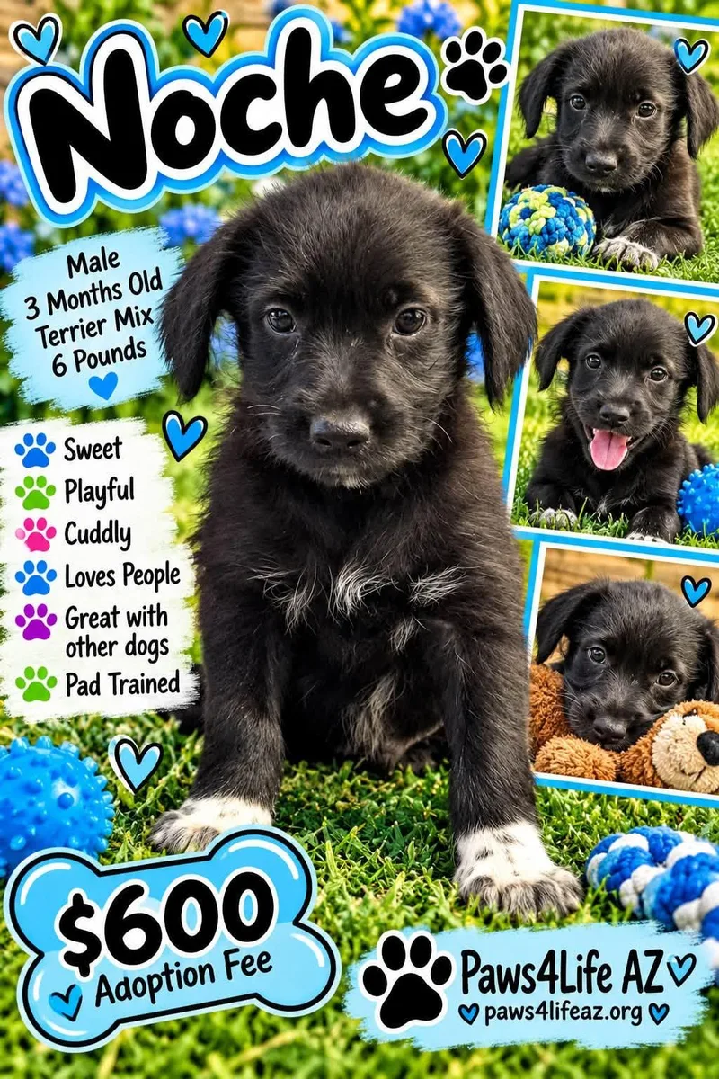 A baby small-sized male Black Terrier dog named Noche for adoption in San Tan Valley, AZ