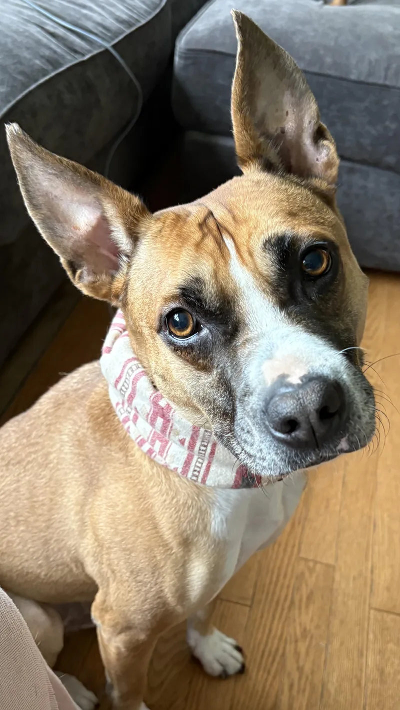 An adult medium-sized male Mixed Breed dog named Elfie Allan for adoption in Chelmsford, MA