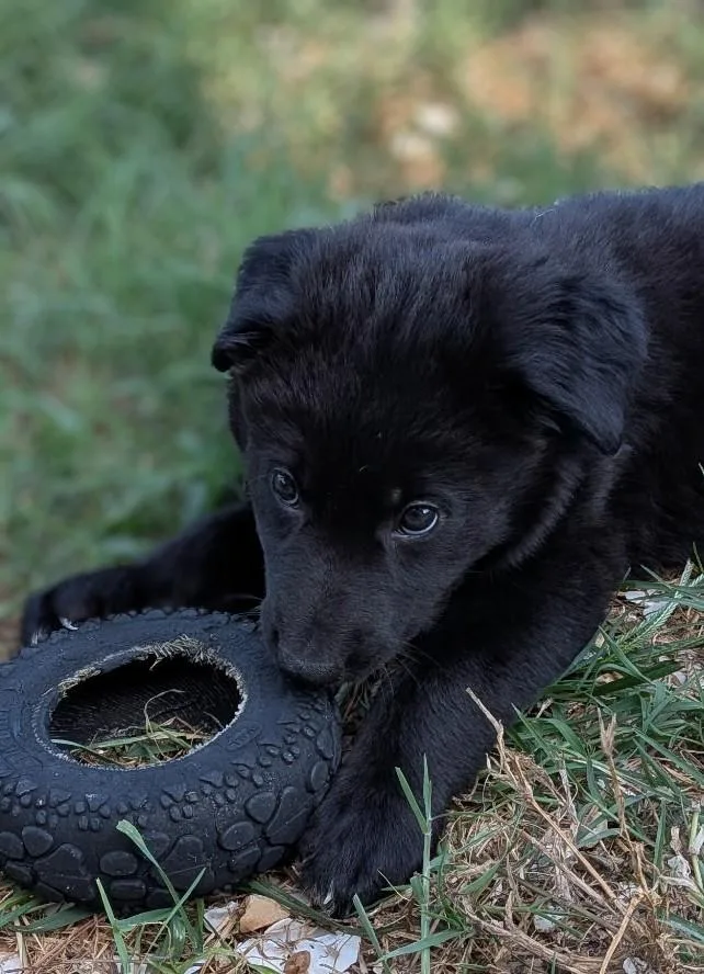 A baby medium-sized male Black Border Collie dog named Kal for adoption in Richmond, VA