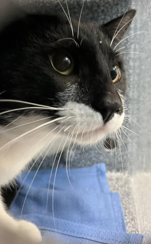 An adult large-sized male Domestic Short Hair cat named Sylvester for adoption in New York, NY