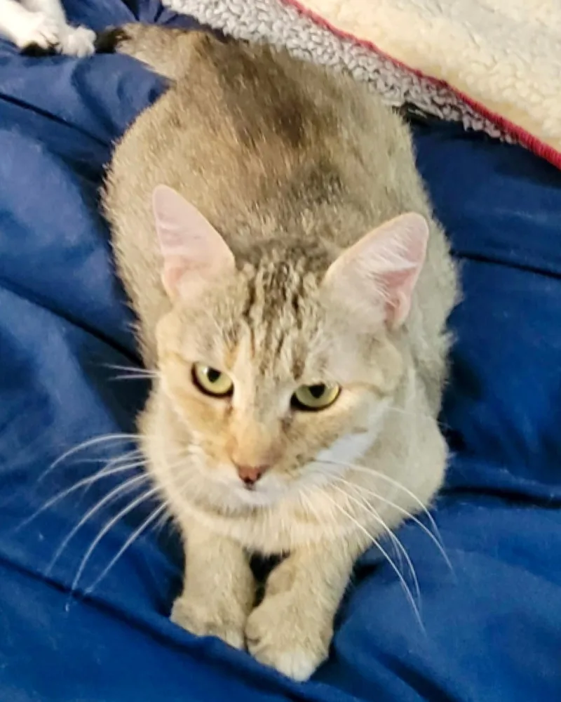 An adult medium-sized female Tabby (Brown / Chocolate) Tabby cat named Mia for adoption in San Juan Capistrano, CA