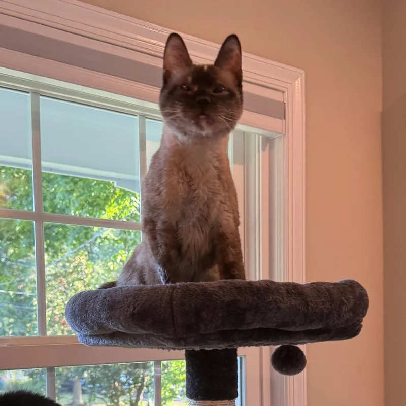 A senior small-sized female Siamese cat named Ziva NRAR for adoption in Merrifield, VA