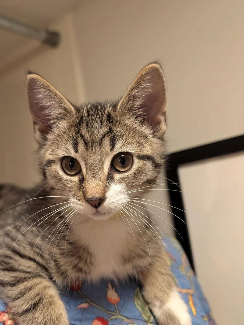 A baby medium-sized female Domestic Short Hair cat named Mirin for adoption in Cincinnati, OH