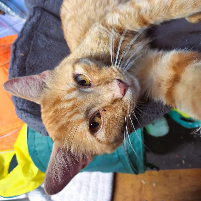 An adult medium-sized male Tabby (Orange / Red) Domestic Short Hair cat named Rhapsody for adoption in Lowell, AR