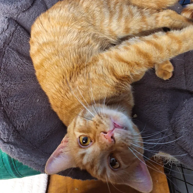 Rhapsody thumbnail 6