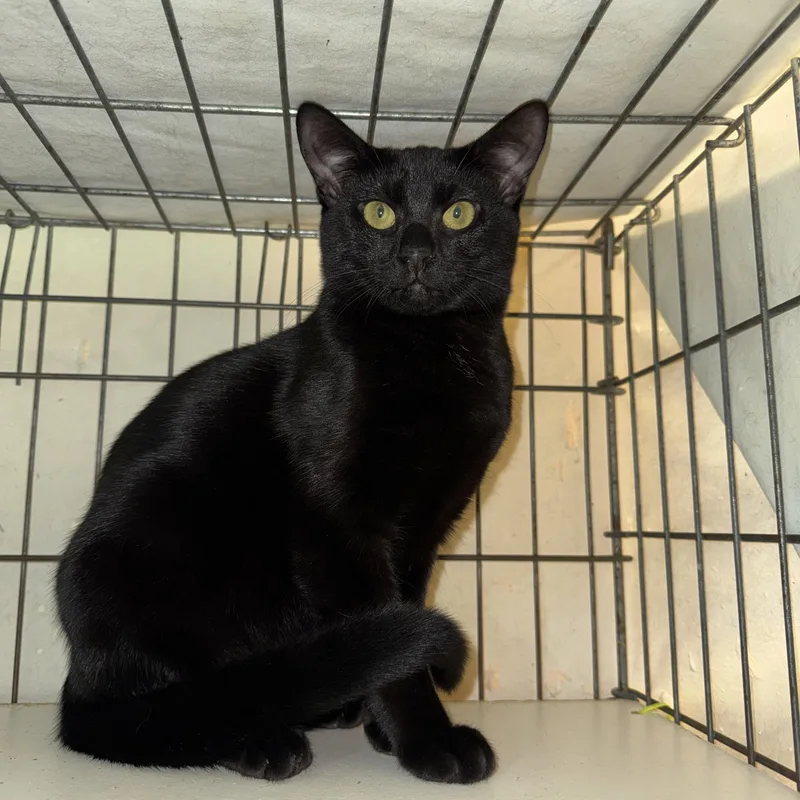 A young medium-sized male Black Domestic Short Hair cat named Coal for adoption in Memphis, TN