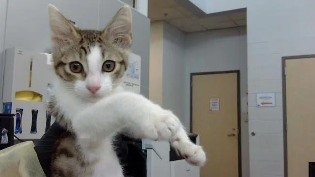 A baby medium-sized male Domestic Long Hair cat named Jerry for adoption in Dallas, TX