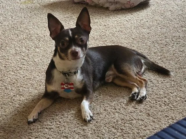 Buddy