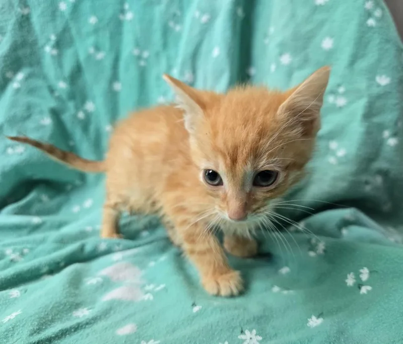 A baby small-sized male Tabby (Orange / Red) Domestic Short Hair cat named Tate for adoption in Dickson, TN