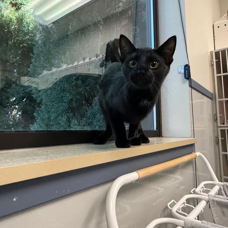 A baby medium-sized female Domestic Short Hair cat named Leah for adoption in Great Falls, MT