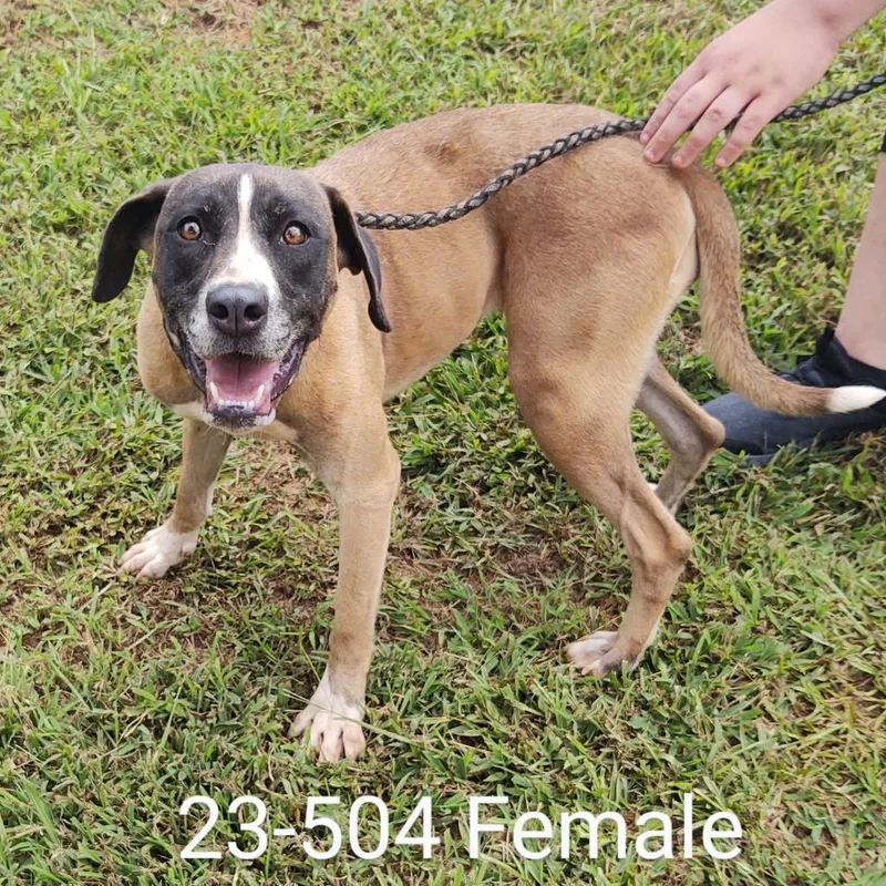A senior medium-sized female Yellow / Tan / Blond / Fawn Hound dog named Spice for adoption in LOXAHATCHEE, FL