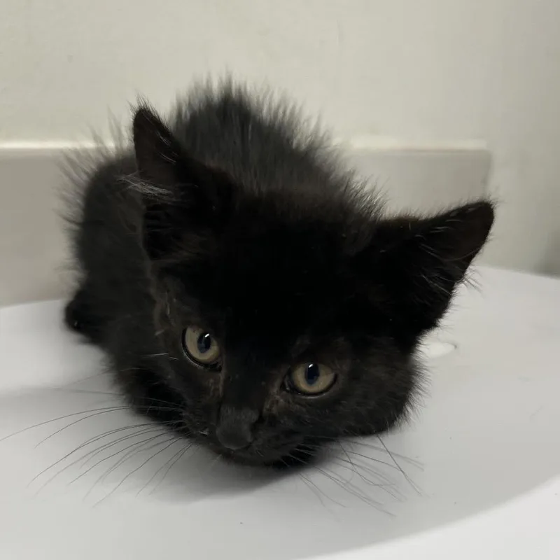 A baby small-sized male Black Domestic Short Hair cat named Cubs for adoption in St. Louis, MO
