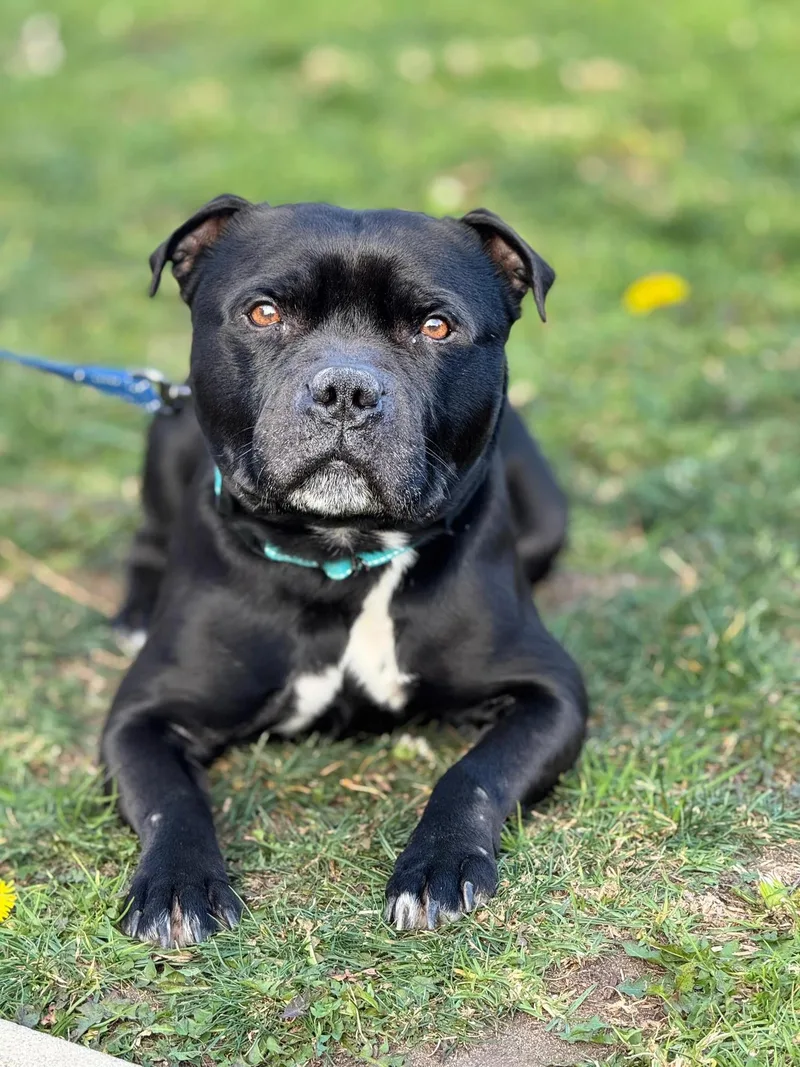 An adult medium-sized male Staffordshire Bull Terrier dog named Beau for adoption in San Francisco, CA