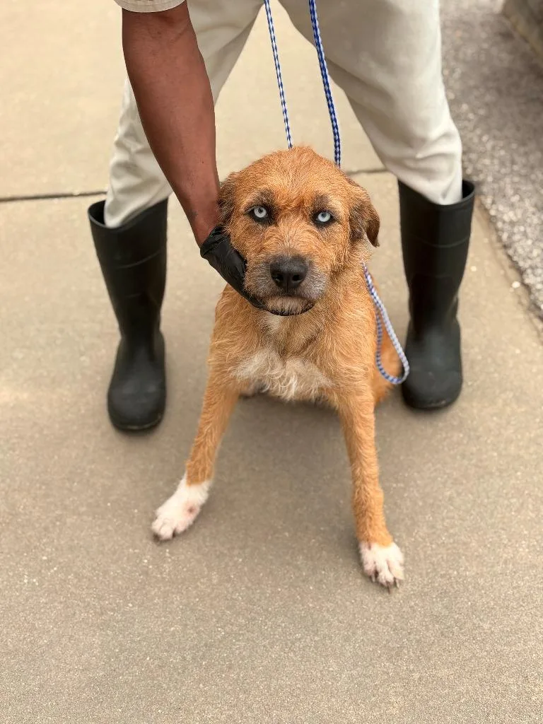 A young medium-sized female Mixed Breed dog named Bethel for adoption in Effingham, SC