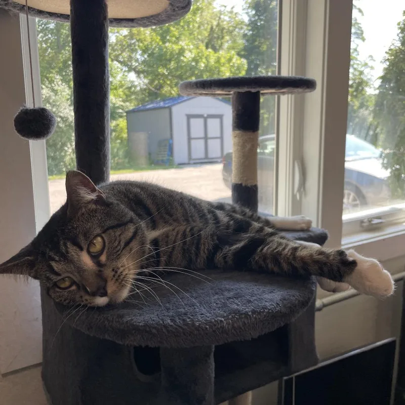 An adult large-sized male Brown / Chocolate Domestic Short Hair cat named Aegon for adoption in South Haven, MI