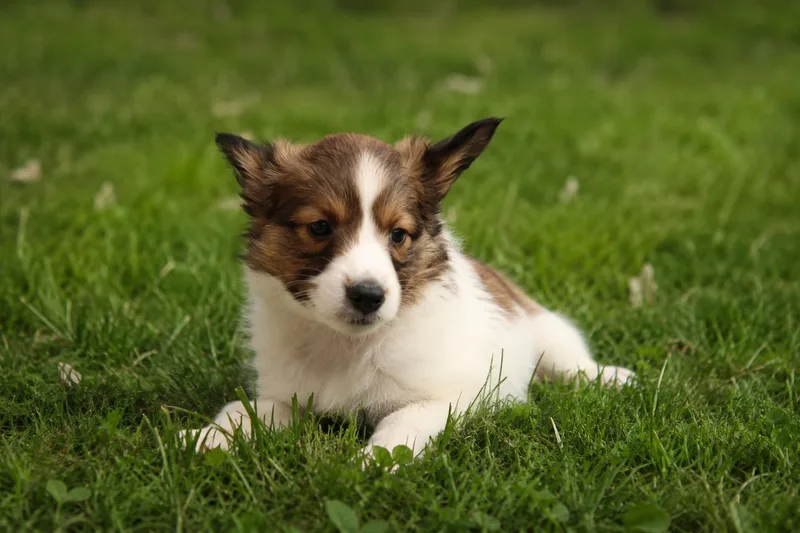 A baby small-sized female Tricolor (Brown, Black, & White) Shetland Sheepdog / Sheltie dog named Sheltie Puppies for adoption in POTOMAC, MD