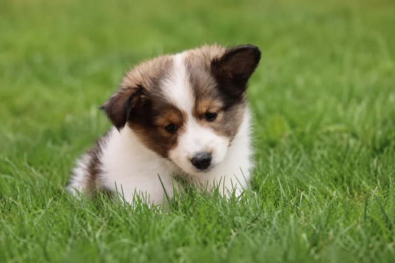 Sheltie Puppies thumbnail 3