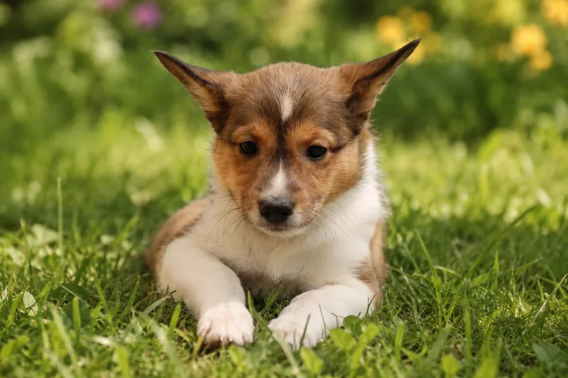 Sheltie Puppies thumbnail 4
