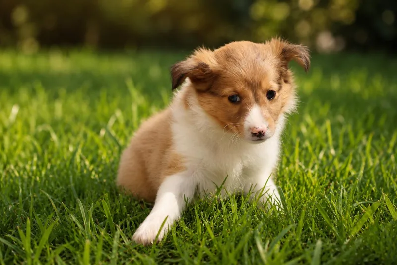 Sheltie Puppies thumbnail 5