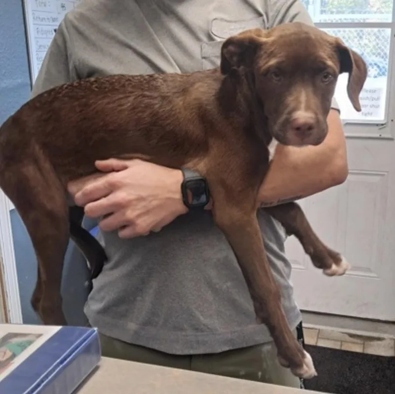 A baby medium-sized female Brown / Chocolate Chocolate Labrador Retriever dog named Priscilla for adoption in Hollister, MO