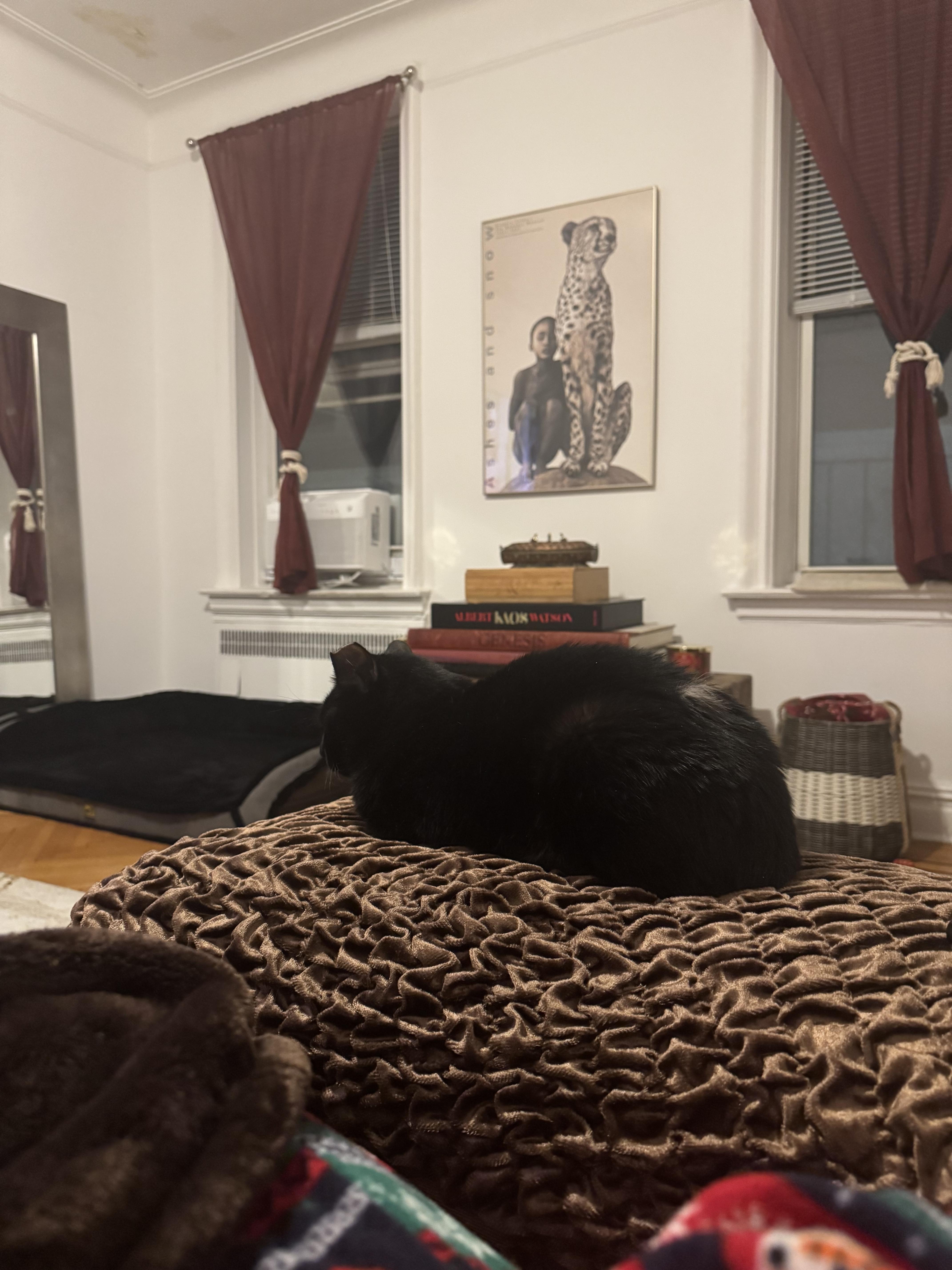 Lantern & Kiki Bonded thumbnail 2