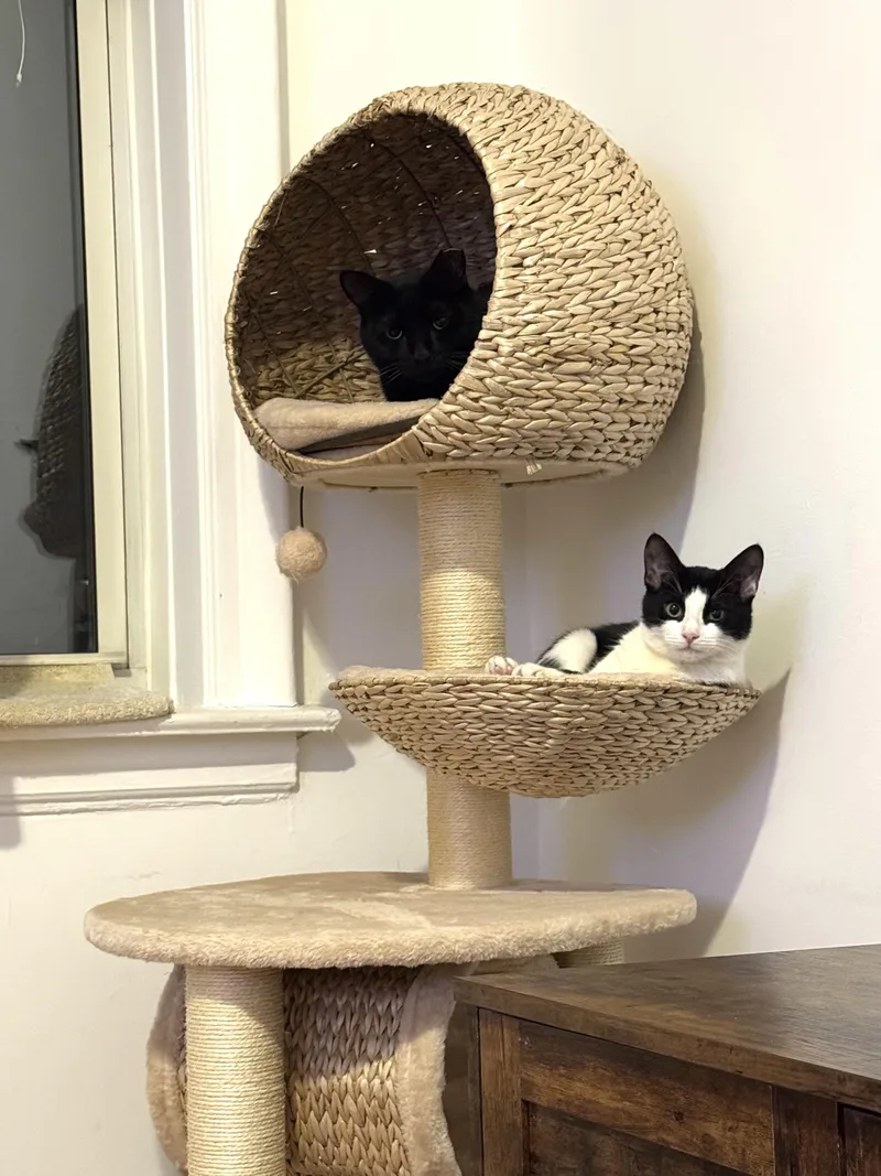 Lantern & Kiki Bonded thumbnail 3