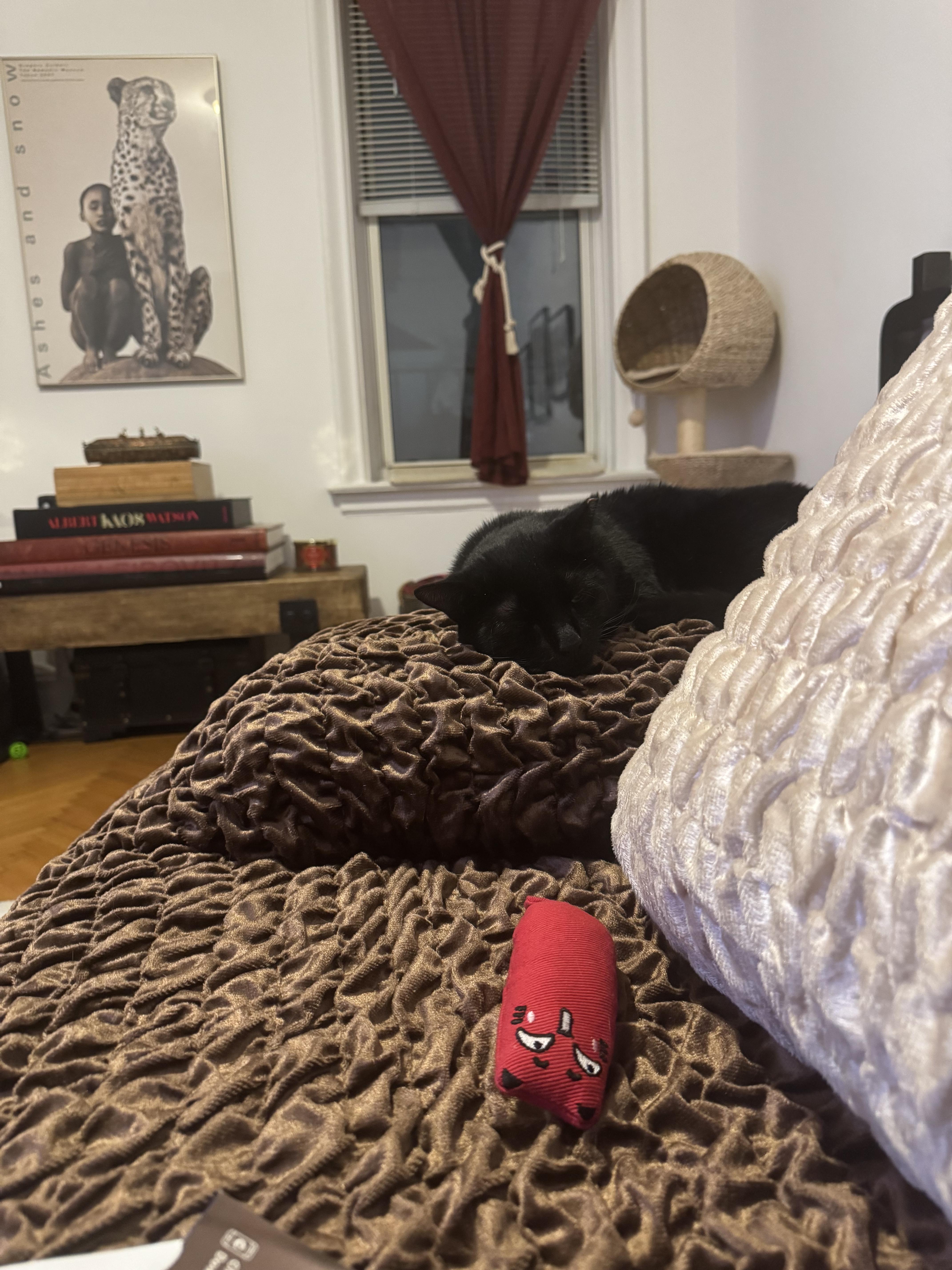 Lantern & Kiki Bonded thumbnail 4